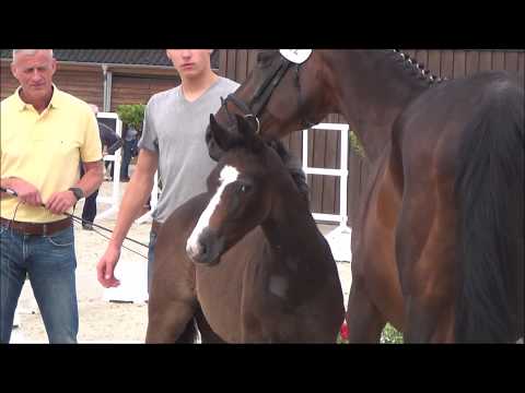 *2017 Hengstfohlen von Hickstead White - Leggiero