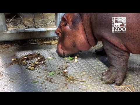 Baby Hippo Fiona Starting to Eat Solid Food - Cincinnati Zoo