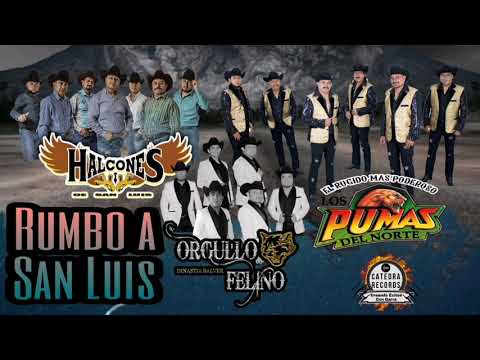 Rumbo A San Luis Halcones, Orgullo Felino, Pumas Del Norte