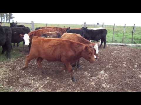 Novillos de 1 a 2 años