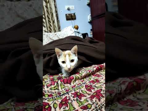 kuttooossiio.what are you up to???? get off from there 😂😂😂 #catsarefunny #kittycat #billu