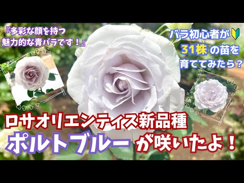 ロサ・オメイエンシス