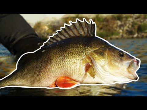 Moppel Double: MONSTER PERCH in the quarry lake.