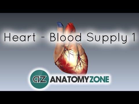 Blood supply to the heart - PART 1 - Anatomy Tutorial