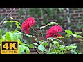 4k Abstract Vedios 4k Vedio 4k Ultra HD Vedio 4k Ultra HD Vedios For 4k TV S 4k Nature Vedios
