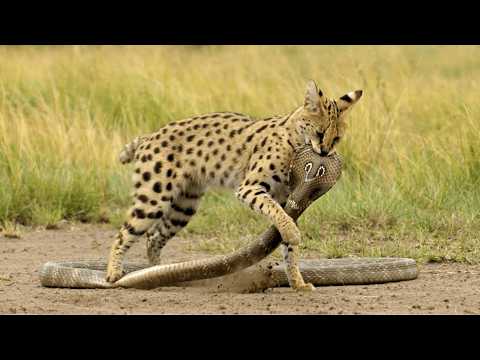 Serval Outsmarts King Cobra And Finishes The Fight Clean
