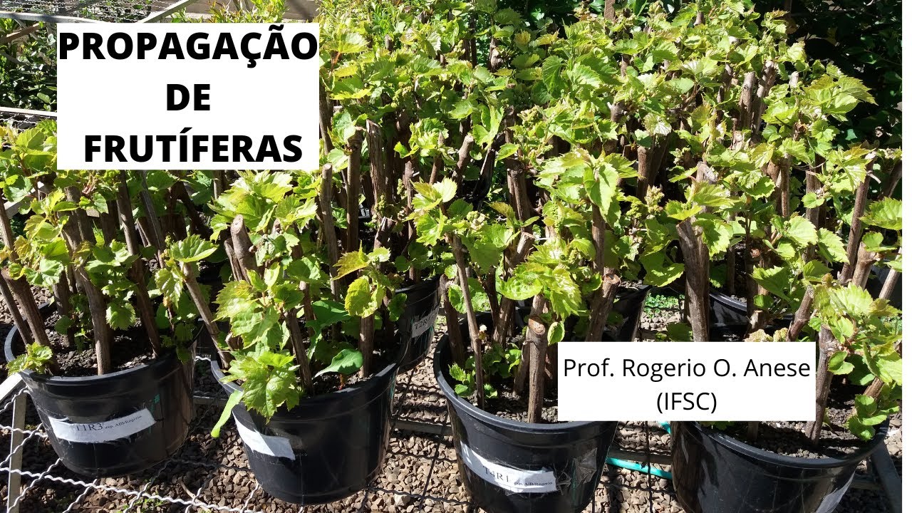 Propagação de plantas frutíferas