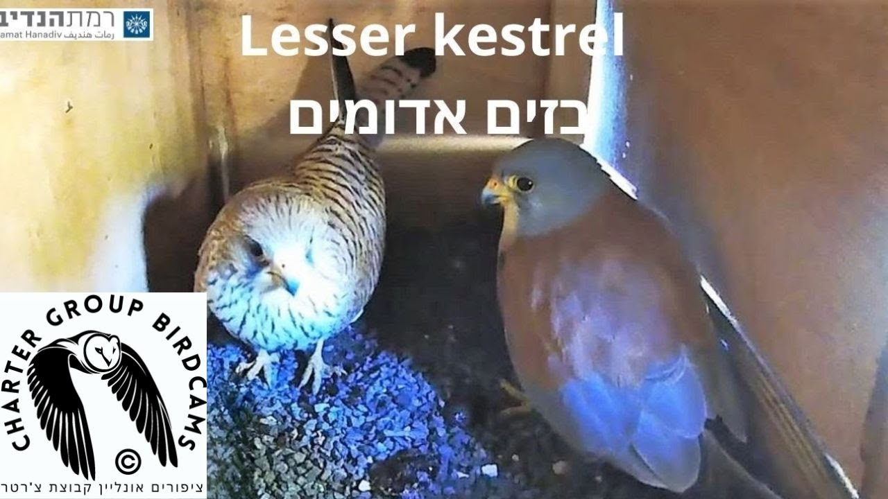 Live webcam view of Nido de Cernícalo Primilla de Ramat Hanadiv