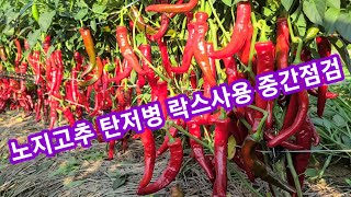 노지고추 탄저병없이 아주깨끗한 이유~