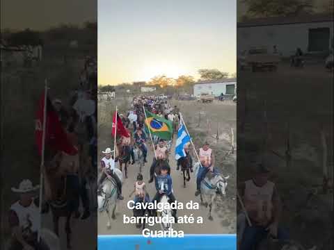Barra de Santana PB gado bravo pb