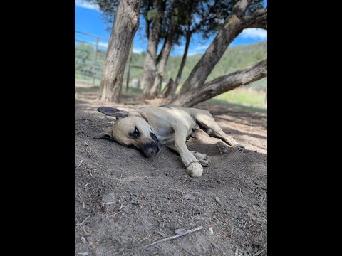 Mowgli, an adopted Anatolian Shepherd & Labrador Retriever Mix in Ridgway, CO_image-1