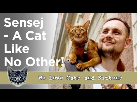 Meet Sensej: The Adventure Cat Who Travels The World With His Dad (Abyssinian Star)