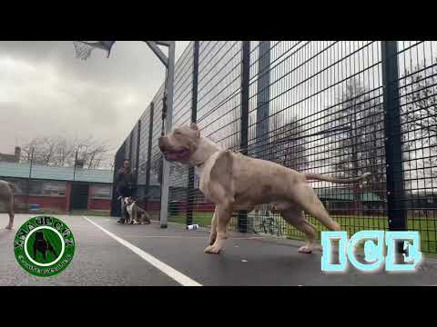 𝕀𝕔𝕖 // The XL Bully UK #DankDogz