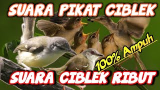 Download lagu SUARA PIKAT CIBLEK RIBUT || Pancingan Ciblek Liar || Ampuh.. mp3