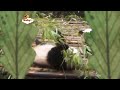Go Eco Babytv Español