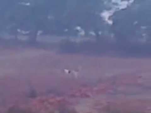 Dog fight on the ground