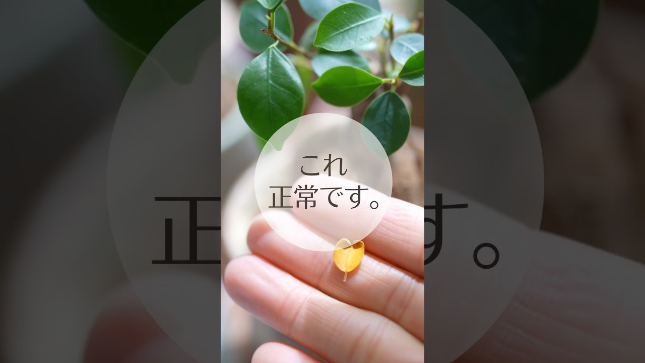 観葉植物の“葉の入れ替わりサイン”葉っぱが落ちるのは正常です。
