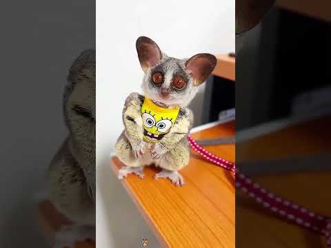 I want to get one 🥰#animal #galago #pet #funnyanimals #cute #core #fyp #love