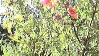 Leon Russell ~ She Smiles Like a River