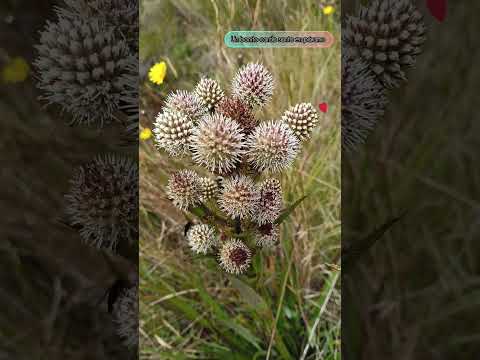 un bonito cardo santo silvestre páramo de Siachoque boyaca 🙏🙏#naturaleza #paramo #flores