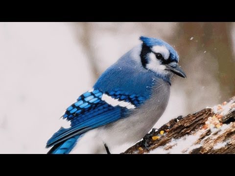 League of Legends : Epic Egg Lay