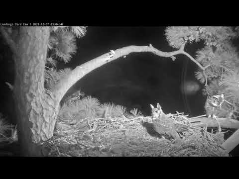 Great Horned Owls Court And Mate At Savannah Nest Site – Dec. 7, 2021