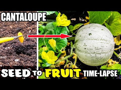 Growing Cantaloupe Plant From Seed To Melon (101 Days Time Lapse)