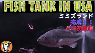 Fish Tank in USA ミミズランド完成！捕まえたバスの初捕食