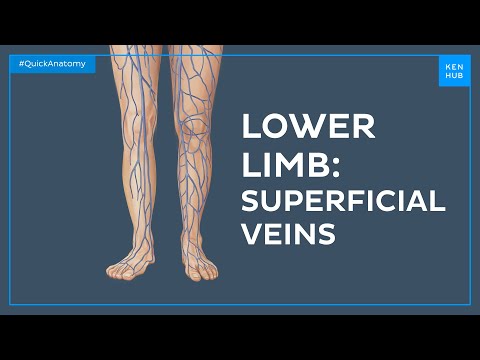 Anatomie & Behandlungswissen Videos – Interaktives Nachschlagewerk für Physio, Massage, Therapie 24 Superficial veins of the lower limb - Quick Anatomy | Kenhub