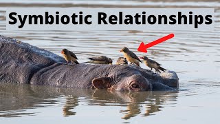 Examples of Symbiotic Relationships in Nature