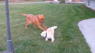 This little light of mine