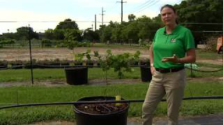 Help your muscadines grow effectively