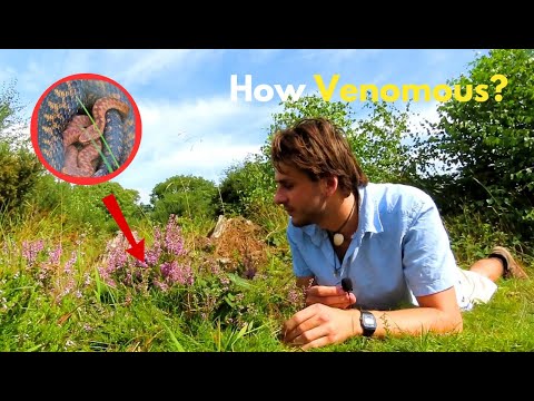 Britain's only venomous snake