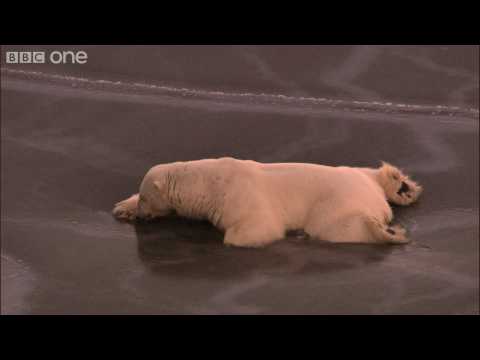 HD: Polar Bear on Thin Ice - Nature's Great Events: The Great Melt - BBC One
