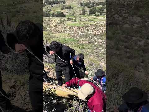 Subiendo el Arbol para la Yunza en Ticaco, Tarata,Tacna, Peru  2026
