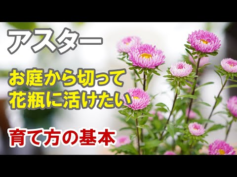 滑らかな葉のアスター、ニューベルギーアスター 植物