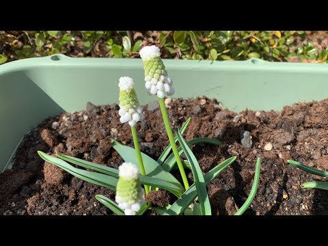 園芸 塊茎チャービル、球根状クロロフィル