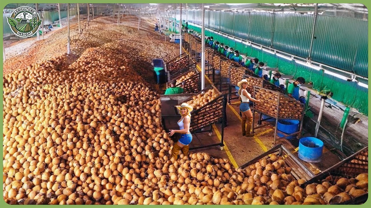 How Billion Tons of Coconuts Are Processed – Amazing Coconut Farming for Water, Oil & Coir