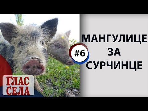 MANGULICE ZA SURČINCE - GLAS SELA