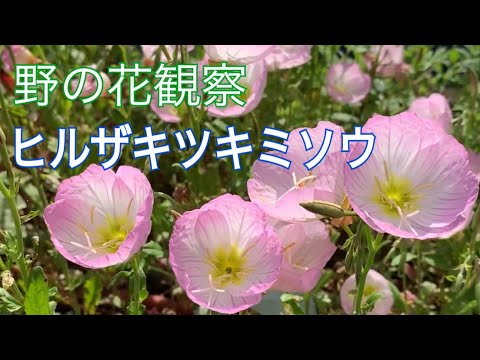 ミズーリ月見草 植物