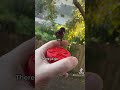 Hector the Hummingbird takes a chill 😋