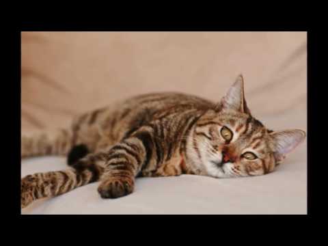 Care for Cats - Vomiting with Bile in Cats - Cat Tips
