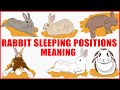 What Your Rabbit's Sleeping Position Reveals About Their Personality, Health and Character - Jaw-Dropping Facts What Your Rabbit's Sleeping Position Reveals About Their Personality, Health and Character