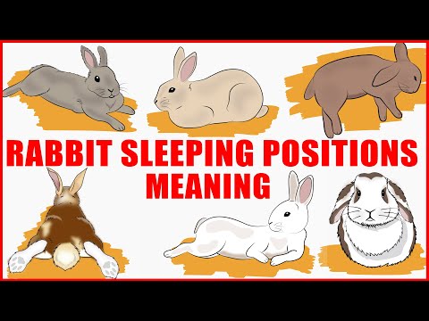 YouTube video about: Why does my rabbit lay on his back?