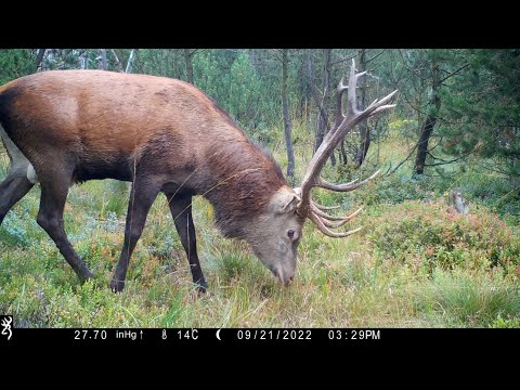 Hirschbrunft im Erzgebirge 2022.