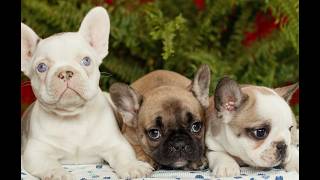 Video preview image #1 French Bulldog Puppy For Sale in RONKS, PA, USA