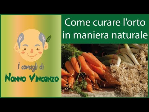 Da dove prendono vermi I parassiti parasitizing in polmoni