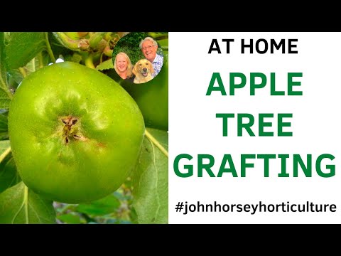 MASTERING APPLE TREE GRAFTING STEP-BY-STEP GUIDE WITH JOHN HORSEY