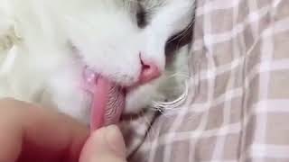 【ニャンコの舌を引っ張ってみたらww】
