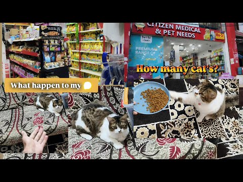 What happen to my cat 🤔| How many cat's I have?
